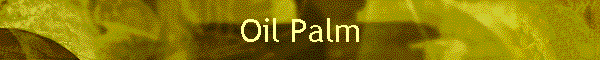 Oil Palm